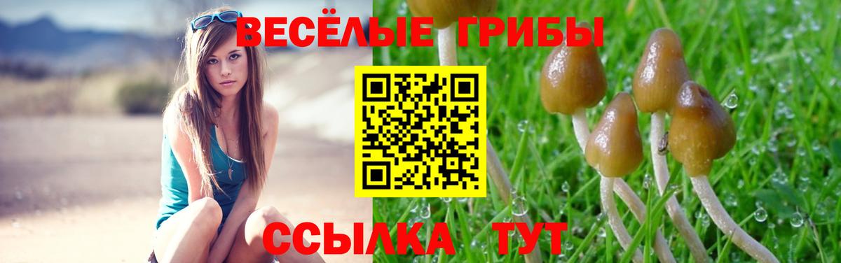 Псилоцибиновые грибы Psilocybe Гурьевск